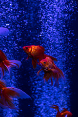 Swarm red gold fish in air bubbles blue background