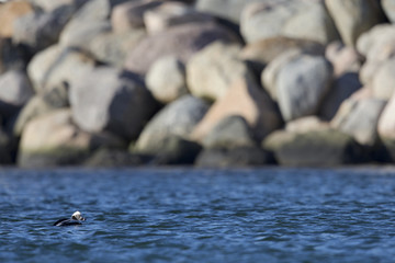 Obraz premium A long-tailed duck (Clangula hyemalis) swimming and foraging in the harbour of Hundested Denmark.