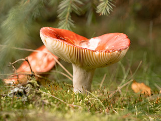 mushroom