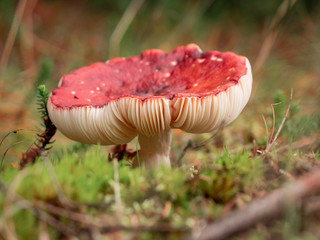 mushroom