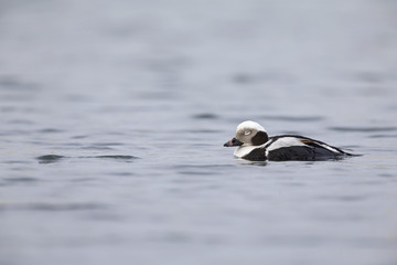 A long-tailed duck (Clangula hyemalis) swimming and foraging in the harbour of Hundested Denmark.