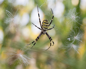 Wasp spider - Argiope bruennichi, photographed in Serbia.