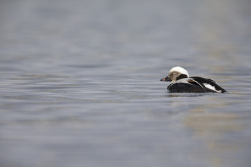 A long-tailed duck (Clangula hyemalis) swimming and foraging in the harbour of Hundested Denmark.