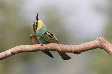 Giovane gruccione europeo (Merops apiaster)