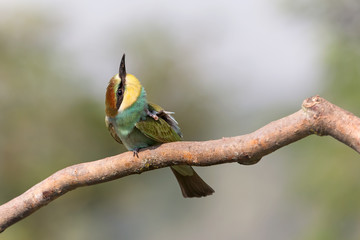 Giovane gruccione europeo (Merops apiaster)