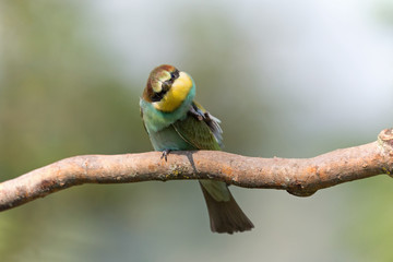 Giovane gruccione europeo (Merops apiaster)