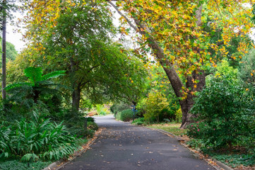 Path through the tree canopy of the Royal Botanic Gardens in Melbourne.
