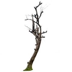 Old and dead tree isolated on white background
