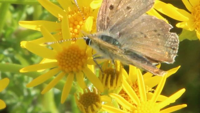 Butterfly collecting nectar from flowers of Senico jacobaea. Flowers of Jacobaea vulgaris. Macro of yellow flowers Senico jacobaea and butterfly