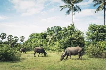 Naklejka premium Buffaloes herd in meadow grass field. Buffaloes eating grass between nature and coconut palm tree and blue sky with cloudy background. Animal and mammal concept. Travel in Thailand. Vintage lands