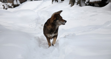 dog animal walking in the winter snow