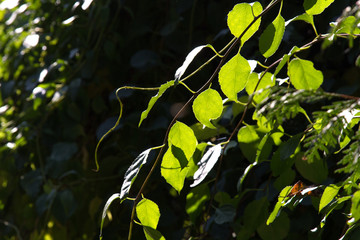 beautiful green leaves. Spring tree