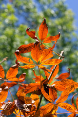 Autumn colorful leaves