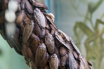 The True Blaberus Craniifer