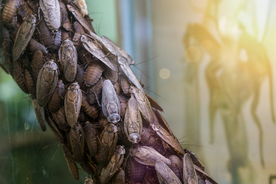 「Blaberidae」の写真素材 247件の無料イラスト画像 Adobe Stock