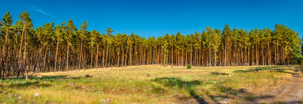 Fototapeta Panoramic view of wild pine tree forest at Autumn near Magdeburg, Germany