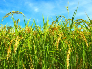 稲穂と青空