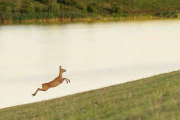 Deer running in the field