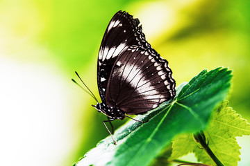 Brown and white butterfly