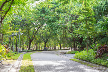 Road in the beautiful park