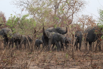 Fototapeta premium Repas des pachydermes 