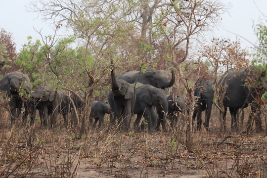 Repas des pachydermes 