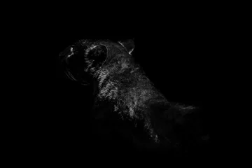 Selbstklebende Fototapete Panther Panther Hinterhalt auf schwarzem Hintergrund isoliert