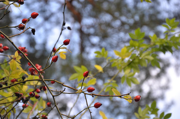 rose hips with soft focus by jziprian