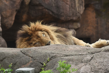 Naklejka premium 昼寝するライオン