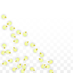 Vector Realistic Pink Petals Falling on Transparent Background.  Spring Romantic Flowers Illustration. Flying Petals. Sakura Spa Design. Blossom Confetti.