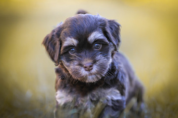 Havaneser Welpe © Alexandra Hollstein