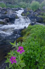Wildflowers near a Creek at Mount Rainier