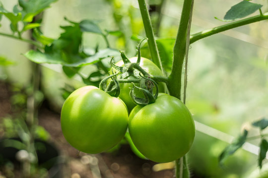 Picture of green tomatoes on stem in greenhouse