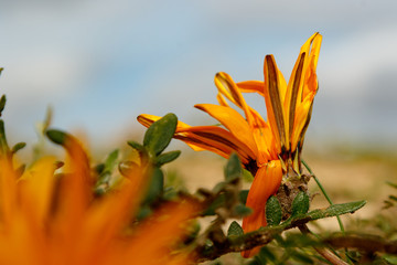 Close up of the orange flowers