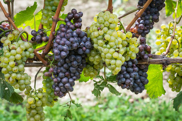 Pinot Grigio grape variety. Pinot Grigio is a white wine grape variety that is made from grapes with grayish, white red, and or purple skins. Trentino Alto Adige, Italy. Guyot Vine Training System