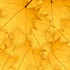 Autumn yellow maple leaves on yellow background. Illustration.  Background.