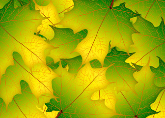 Yellow green autumn maple leaves. Illustration. Autumn leaves background
