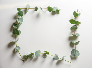 Frame made of eucalyptus branches on white background