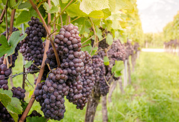 Pinot Grigio grape variety. Pinot Grigio is a white wine grape variety that is made from grapes...