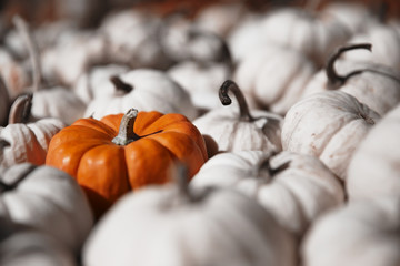 bright orange pumpkin among white pumpkins. standing out of the crowd. selective focus. Blurred background