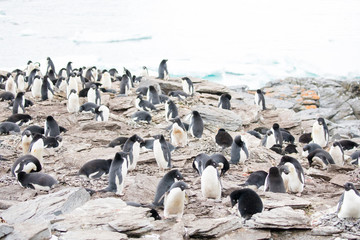 penguin in the arctic