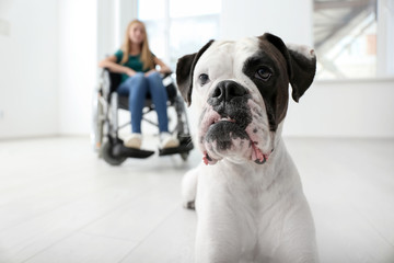 Cute dog and its handicapped owner at home