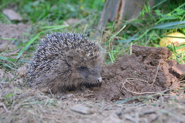 Igel sitzt im Garten auf der Erde