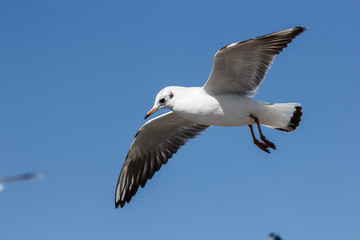 Fototapeta premium White seagull flying in the blue sky