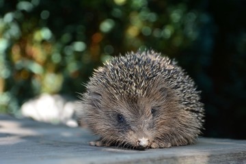 Süßer Igel von vorne, sitzt vor grünerm Natur Bokeh
