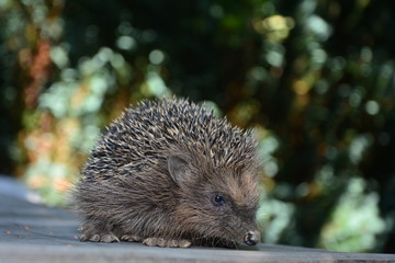 Süßer Igel sitzt  auf Holz vor grüner Natur mit Bokeh