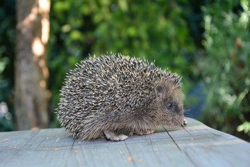 Igel sitzt auf Gartentisch vor grüner Natur im Sonnenlicht