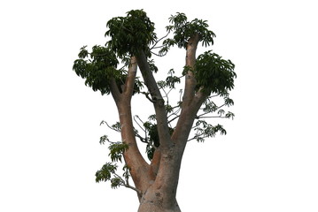 Top of Boabab tree isolated on white background.