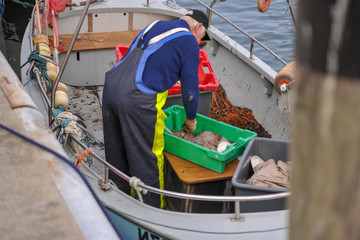 Fischer Fischerboot Angeln Fische sortieren hafen England Ostsee nordsee krabenfischer