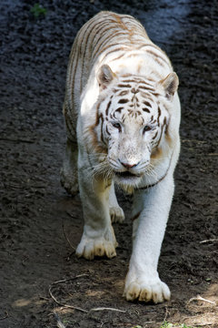 Tigre bianca